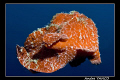   Flying giant frog fish Had take shot while swimming upside down since he was inside artificial wrecks old house reef Mabul. Nikon D200 60mm Macro lens single YS110 strobe TTl converter. Mabul converter  